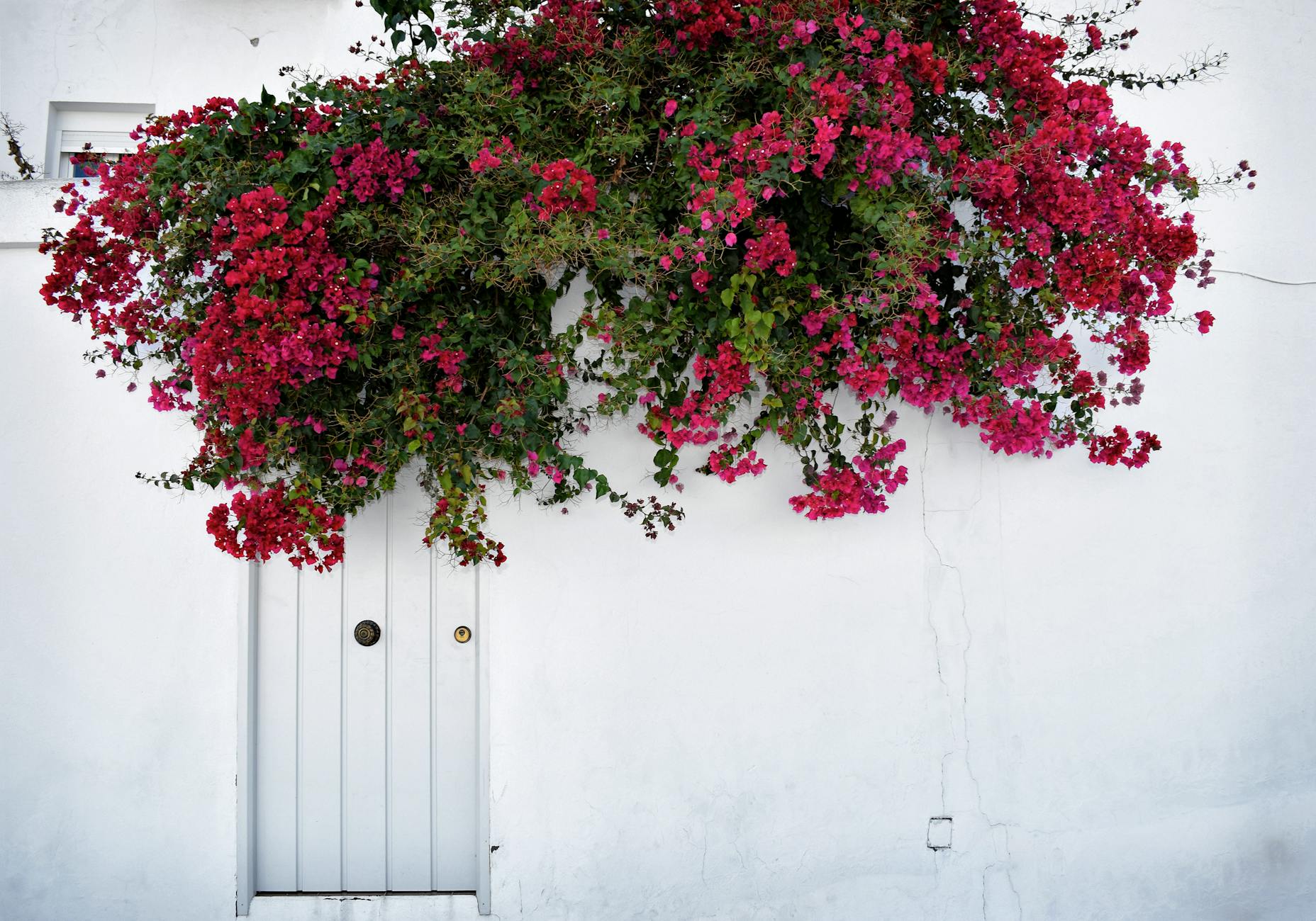 Vibrant pink bougainvilleas bloom over a white wall in Vejer de la Frontera, Spain.