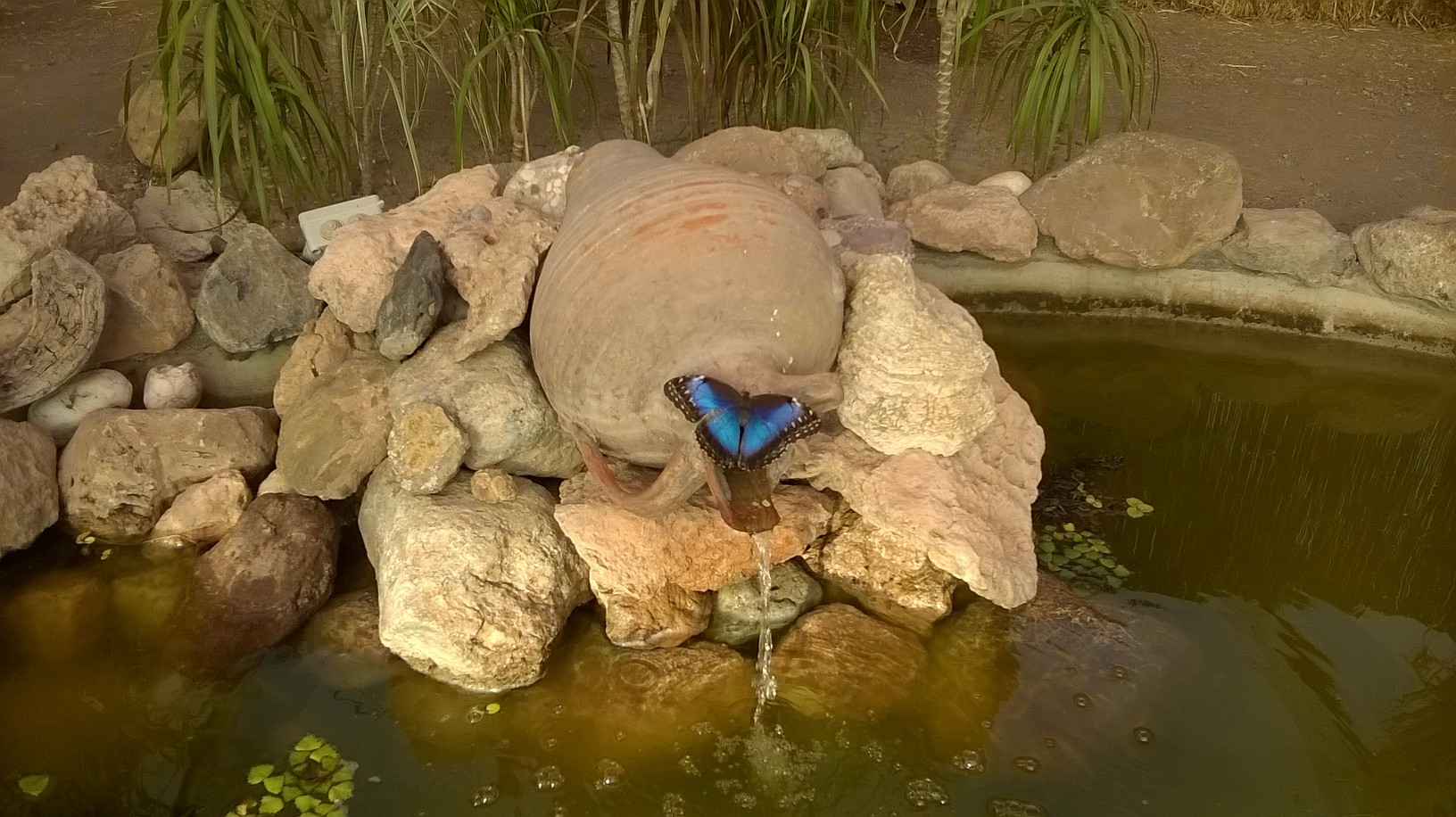 Mariposario de Níjar — Llegada | Primer contacto con Níjar, Níjar, Andalucía